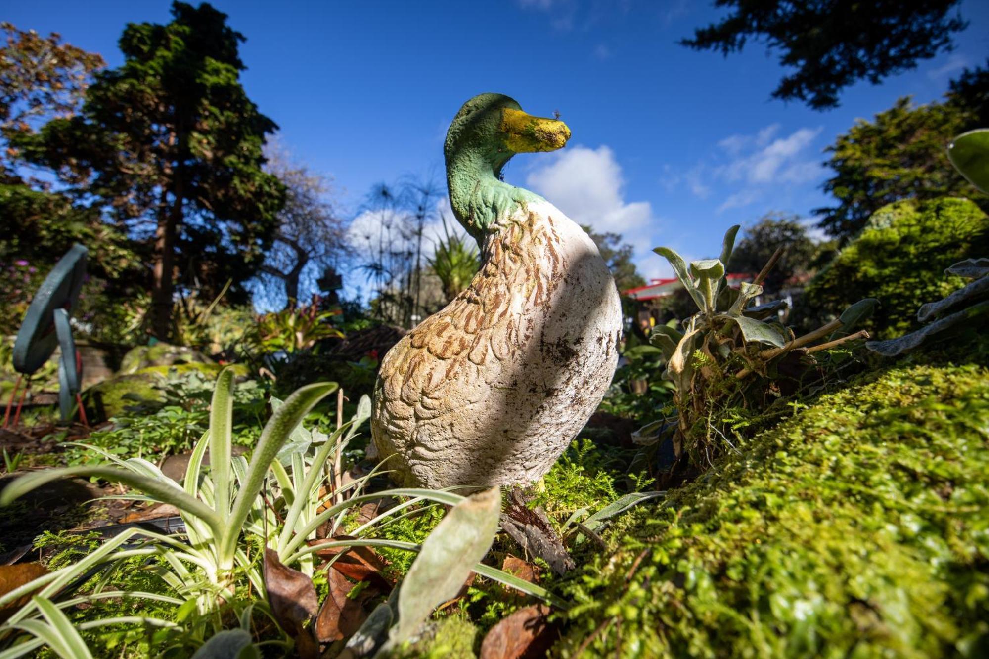 Waimoana Garden Accommodation Whangarei Buitenkant foto